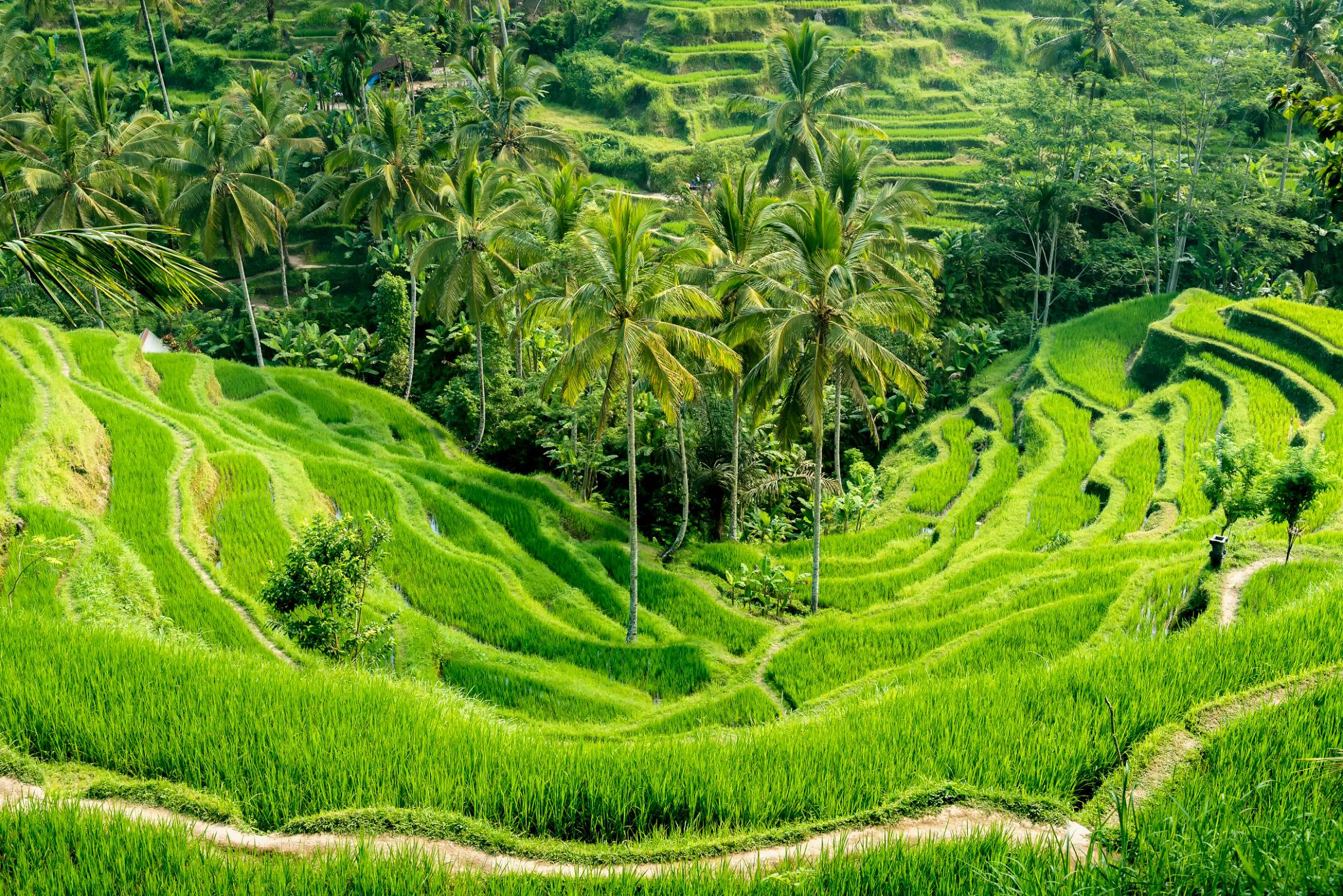 Bali